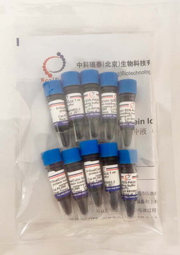 5×雙色蛋白上樣緩沖液 (變性，還原）